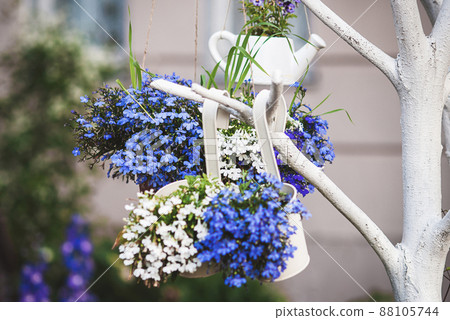 Blue white lobelia flowers in plant hangers growing outdoors, hanging plant holder ideas for gardens Blue white lobelia flowers in plant hangers growing outdoors, hanging plant holder ideas for gardens 88105744