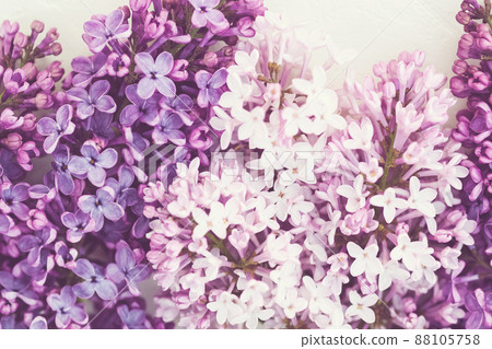 Pink purple lilac background, lilac blossoms closeup 88105758