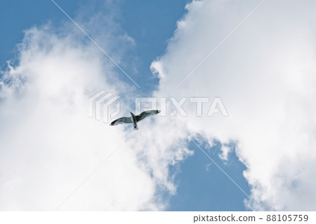 Bird in flight, seagull flying in the sky against clouds Bird in flight, seagull flying in the sky against clouds 88105759