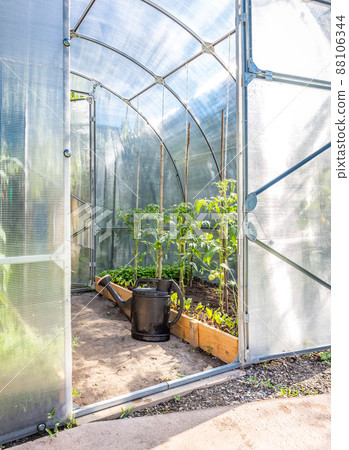 Greenhouse in back garden with open door and bailer Greenhouse in back garden with open door and bailer 88106344