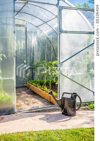 Greenhouse in back garden with open door and bailer Greenhouse in back garden with open door and bailer 88106404