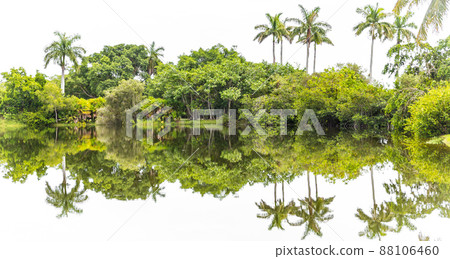 Beautiful park with tropical nature and palms Beautiful park with tropical nature and palms 88106460