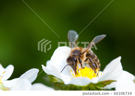 Working bee 88106739