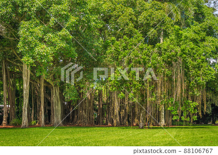 Banyan tree Banyan tree 88106767
