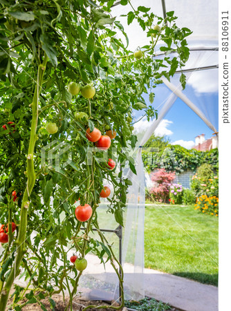 View from inside small private greenhouse with tomatoes in garden 88106911