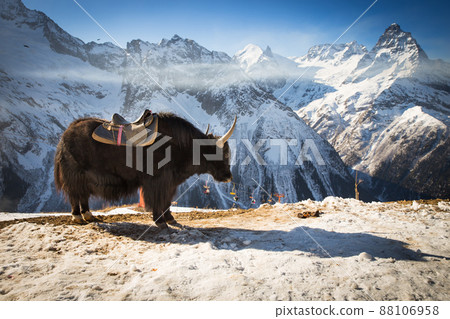 big yak big yak 88106958