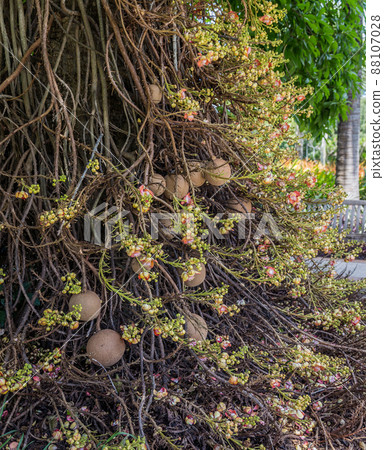 Cannonball tree. Couroupita guianensis. Cannonball tree. Couroupita guianensis. 88107028