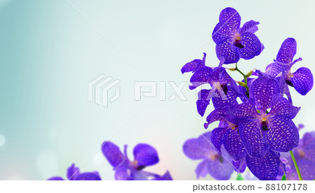 Bunch of blue orchids Bunch of blue orchids 88107178