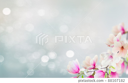 Blossoming pink magnolia Flowers Blossoming pink magnolia Flowers 88107182