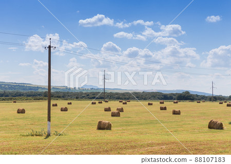 round bales of straw in the meadow 88107183