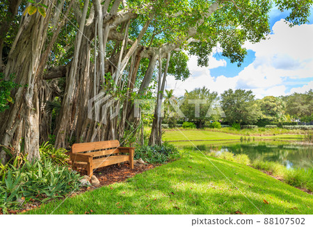 Banyan tree 88107502