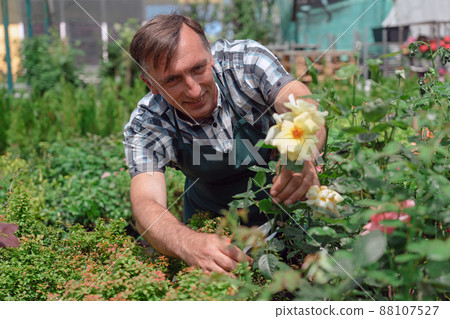 Man gardener pruning rose plants in the garden center Man gardener pruning rose plants in the garden center 88107527