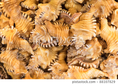 Shell background 88107829