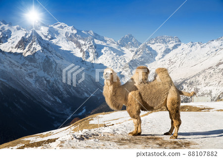camel in the mountains camel in the mountains 88107882