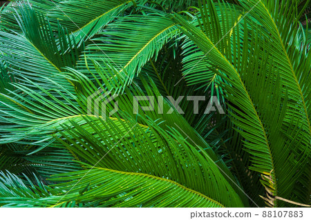 Leaves of lush tropical plant Leaves of lush tropical plant 88107883