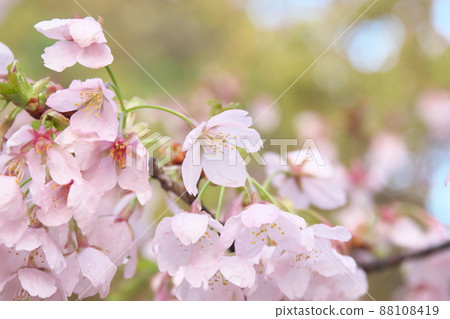 春天櫻花的桃色花朵 春天櫻花的桃色花朵 88108419