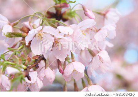 春天櫻花的桃色花朵 春天櫻花的桃色花朵 88108420