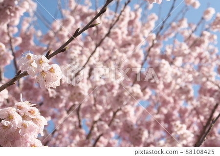 春天櫻花桃色花朵【藍天背景】 春天櫻花桃色花朵【藍天背景】 88108425