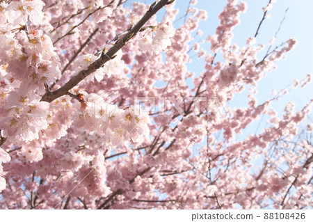 Peach-colored flowers of spring cherry blossoms Peach-colored flowers of spring cherry blossoms 88108426