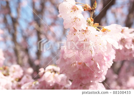 春天櫻花的桃色花朵 春天櫻花的桃色花朵 88108433