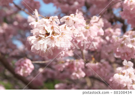 春天櫻花的桃色花朵 春天櫻花的桃色花朵 88108434