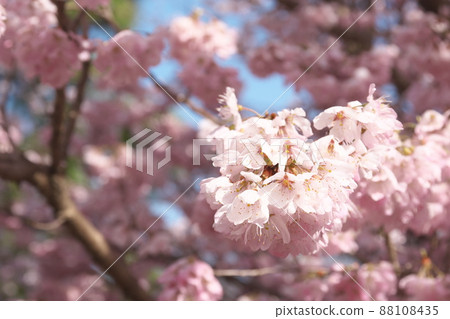 春天櫻花的桃色花朵 春天櫻花的桃色花朵 88108435