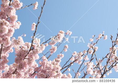 春天櫻花桃色花朵【藍天背景】 88108436