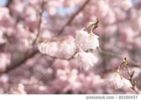 春天櫻花的桃色花朵 春天櫻花的桃色花朵 88108437