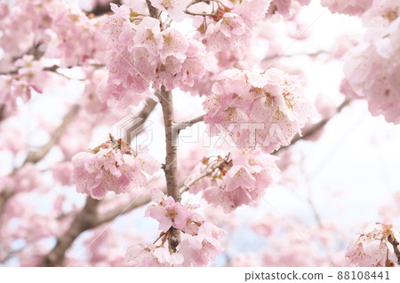 春天櫻花的桃色花朵 春天櫻花的桃色花朵 88108441