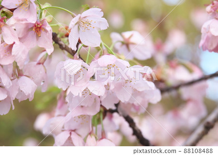 Peach-colored flowers of spring cherry blossoms 88108488