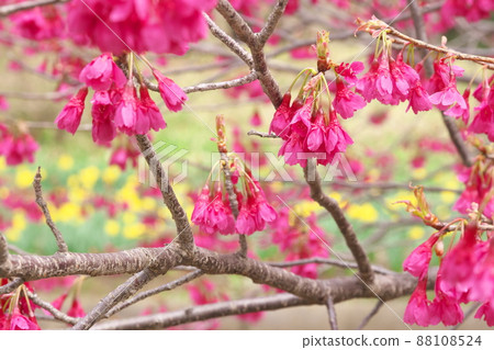 冷猩紅櫻花的紅色花朵 88108524