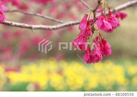 冷猩紅櫻花的紅色花朵 冷猩紅櫻花的紅色花朵 88108550