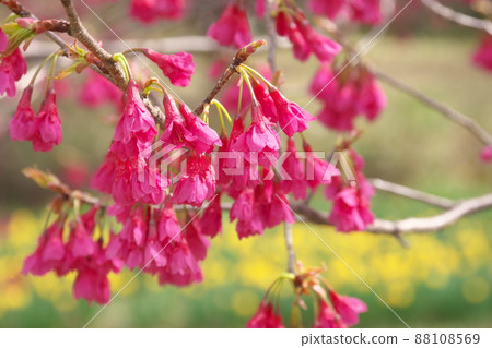 冷猩紅櫻花的紅色花朵 88108569