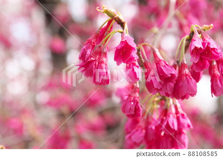 冷猩紅櫻花的紅色花朵 冷猩紅櫻花的紅色花朵 88108585