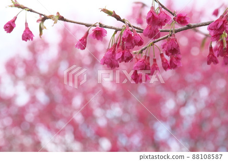 Red flowers of cold scarlet cherry blossoms 88108587