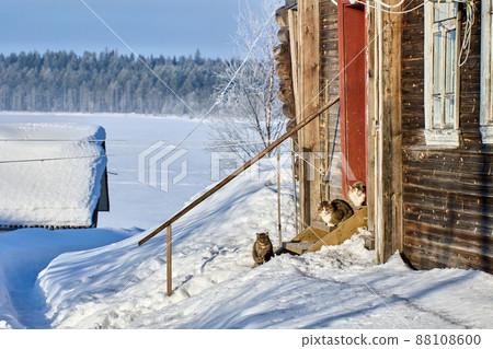 Snowy winter in Russian village, three cats are sitting on porch of wooden house. 88108600