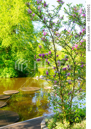 spring pond in park 88108601