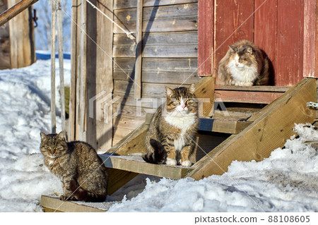 Sunny winter day in snowy village, three cats are resting on porch. 88108605