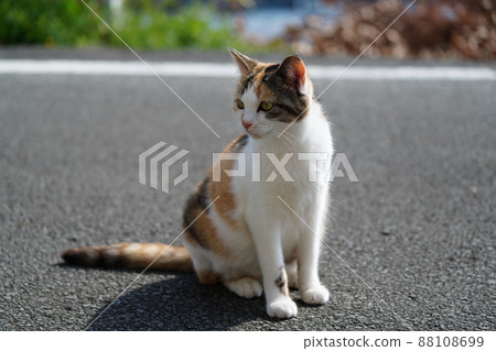 Afternoon of a pregnant calico cat with a cute stray cat 88108699