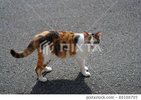 Pregnant calico hot sale cat