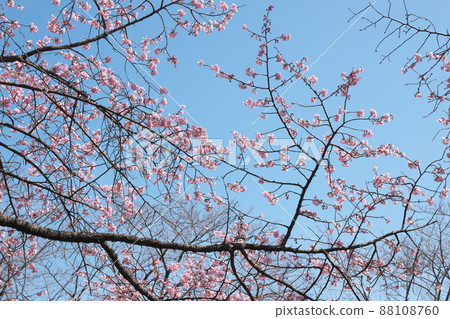Peach-colored flowers of cold cherry blossoms [blue sky background] 88108760