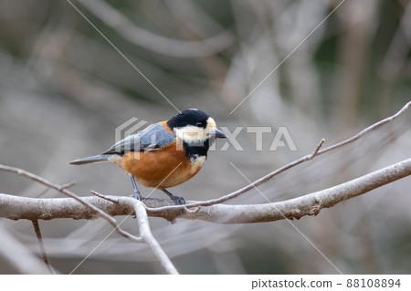 觀鳥 各種山雀 觀鳥 各種山雀 88108894