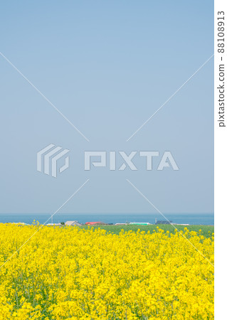 Gapado island yellow rape flower field and sea in Jeju island, Korea Gapado island yellow rape flower field and sea in Jeju island, Korea 88108913