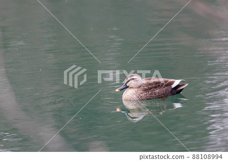 觀鳥斑嘴鴨 88108994