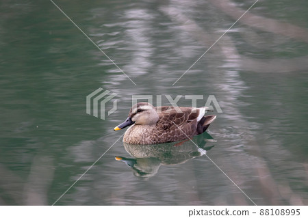 觀鳥斑嘴鴨 觀鳥斑嘴鴨 88108995