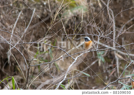 Bird watching Daurian Redstart male 88109030