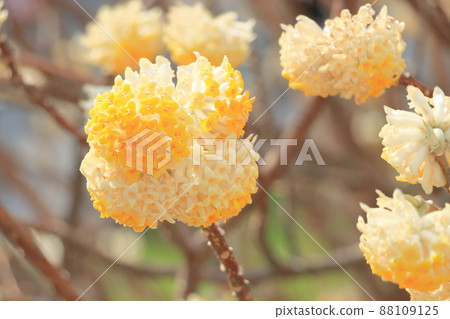 Mitsumata three-pronged flower 88109125