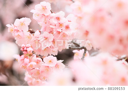 盛開的櫻花，蓬鬆的櫻花，櫻花，春天的形象 88109153