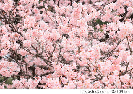 盛開的櫻花，蓬鬆的櫻花，櫻花，春天的形象 88109154