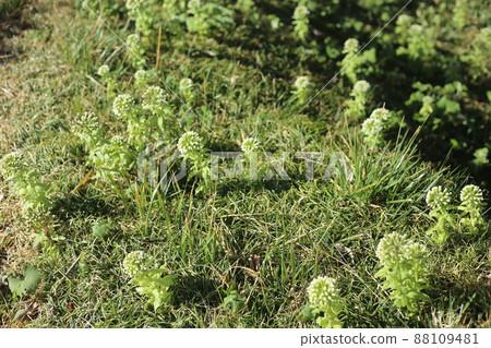 在春天里山盛開的吹之堂 88109481